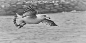 Flying Seagull Black And White Beach Decor Decorating Seagulls Gulls Picture Photo Image Print Pic Seascape Pictures Photos, Beach Scene, Beach Art, Beach Ideas, Black White Beach Pictures, Black And 